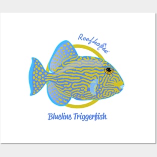 Blueline Triggerfish Posters and Art